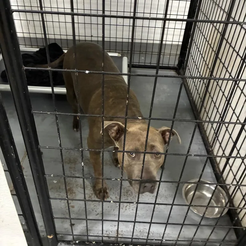 An adult large-sized female Pit Bull Terrier dog named Couch Potato for adoption in St. Louis, MO