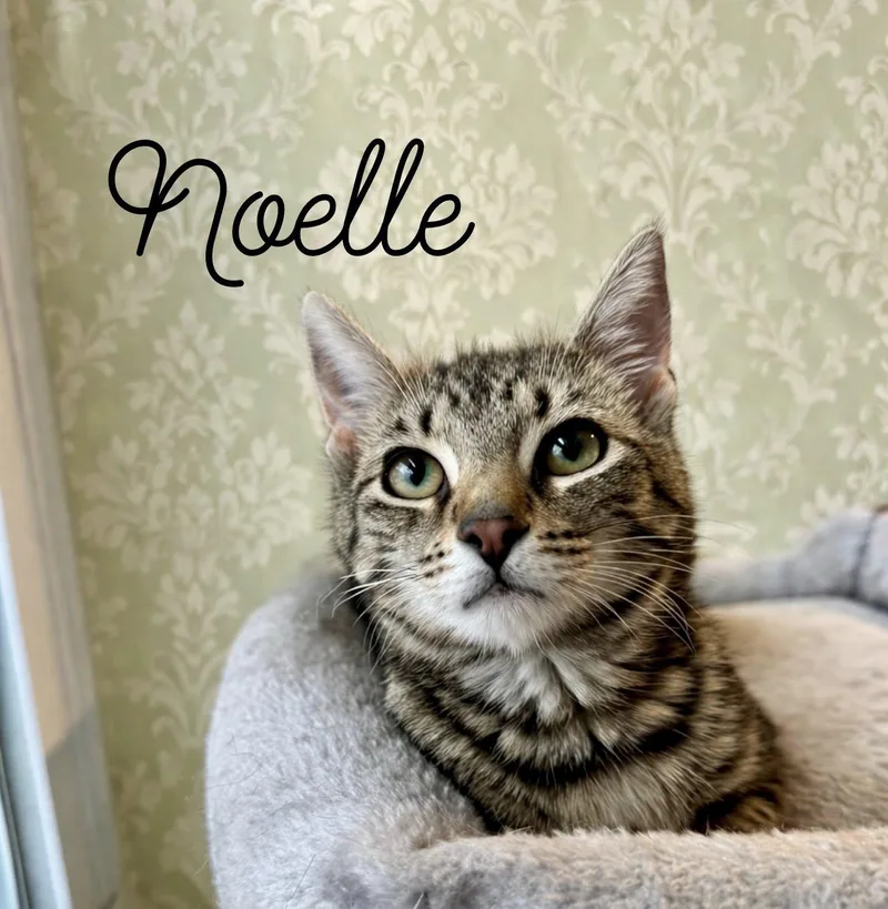 A young medium-sized female Tabby (Brown / Chocolate) Domestic Short Hair cat named Noelle for adoption in Webster, NY