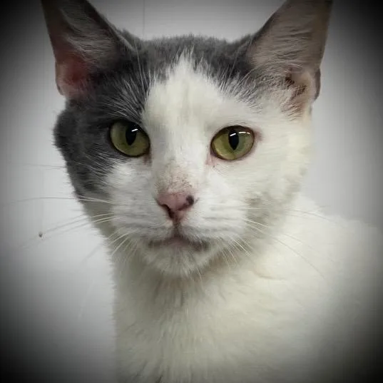 An adult medium-sized female Domestic Short Hair cat named Sissy for adoption in Pittsfield, IL