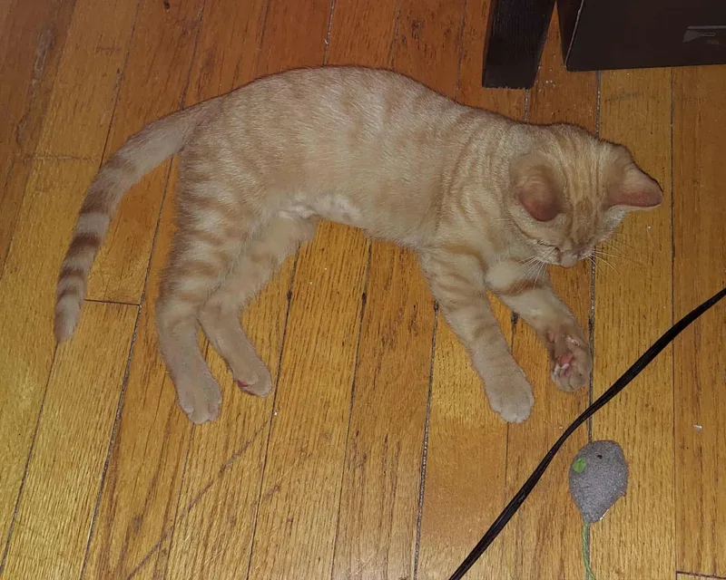 A baby medium-sized female Orange / Red Domestic Short Hair cat named Debbie Harry for adoption in Lombard, IL