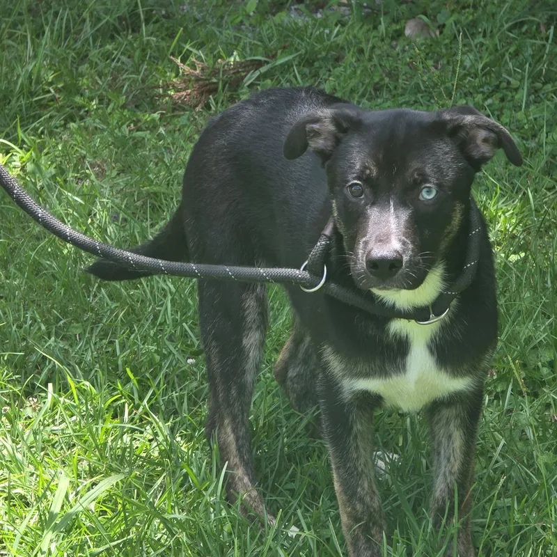 A baby medium-sized male Black Terrier dog named Malfoy for adoption in Clanton, AL