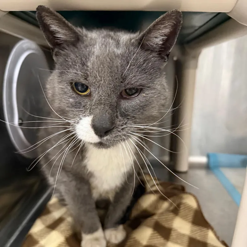 A senior large-sized male Gray / Blue / Silver Domestic Short Hair cat named Steve for adoption in Salt Lake City, UT
