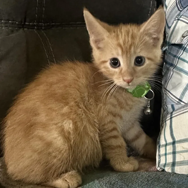 A baby small-sized male Orange / Red Domestic Medium Hair cat named Alfie for adoption in Lancaster, OH