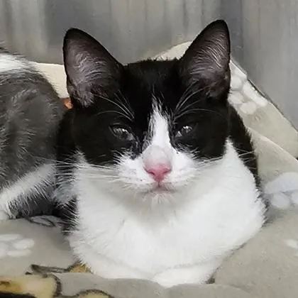 A young small-sized female Domestic Short Hair cat named Maria for adoption in Scotia, NY