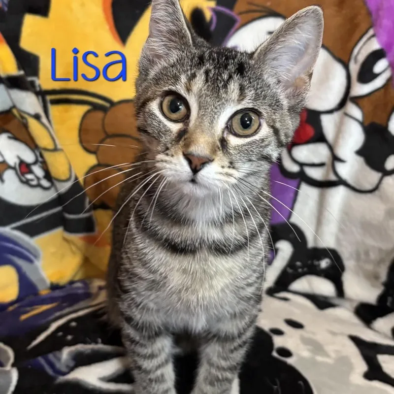 A baby small-sized female Torbie Domestic Short Hair cat named Lisa for adoption in Parkersburg, WV