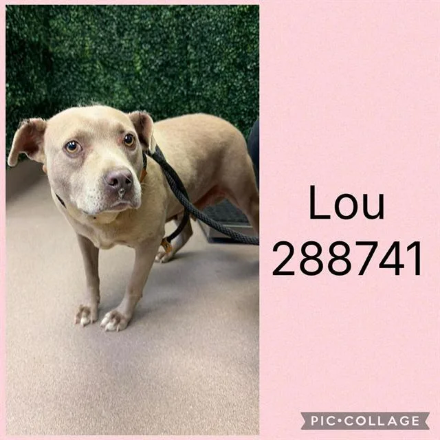 An adult medium-sized female Mixed Breed dog named Lou for adoption in Macon, GA