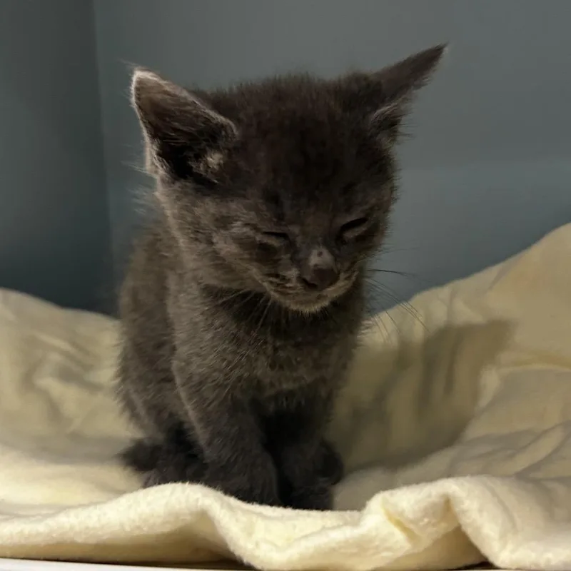 A baby small-sized male Gray / Blue / Silver Domestic Short Hair cat named Cayenne Pepper for adoption in Chattanooga, TN