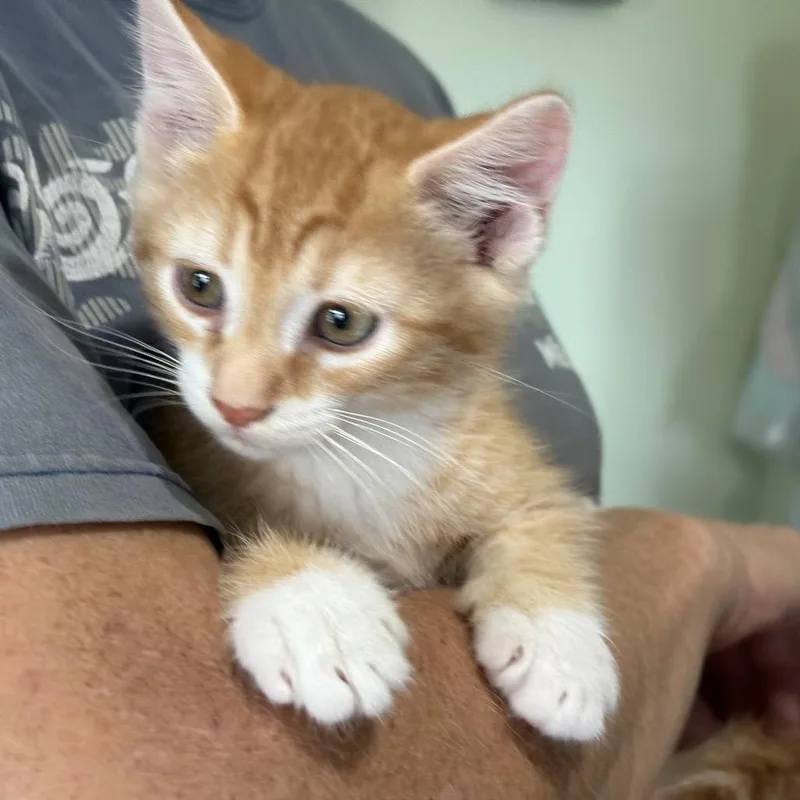 A baby small-sized male Orange / Red Domestic Long Hair cat named Calvin for adoption in San Antonio, TX
