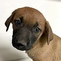 Ursa  URGENT thumbnail 2