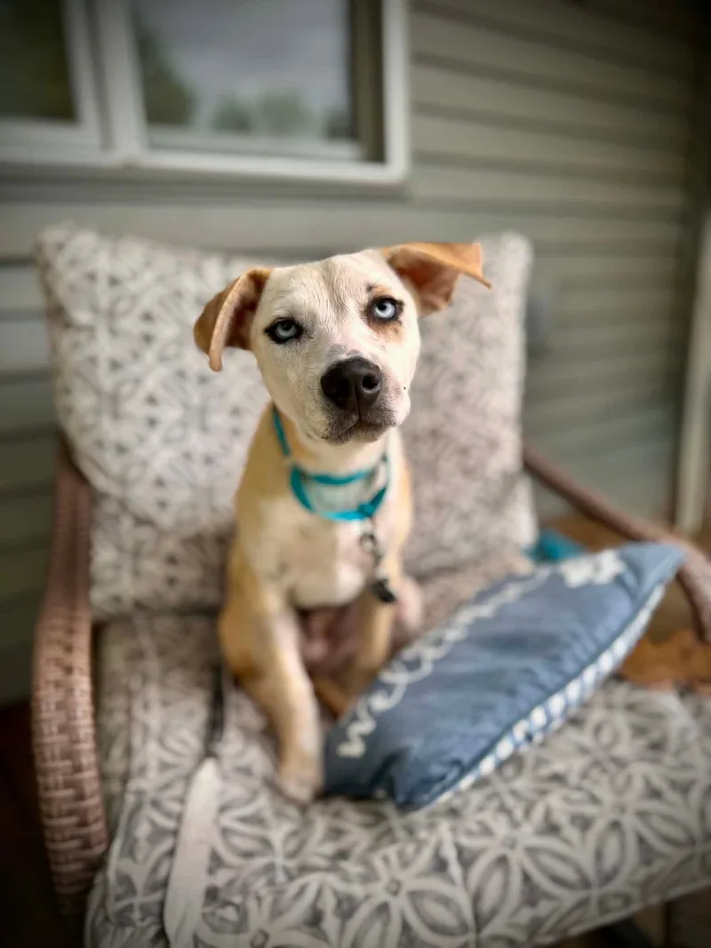 A baby large-sized female Labrador Retriever dog named Laura for adoption in New London, WI