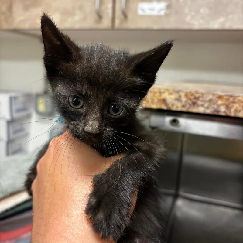 A baby small-sized female Black Domestic Short Hair cat named Hot Mess Express for adoption in Ottawa, KS