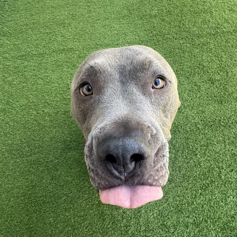 An adult medium-sized male Pit Bull Terrier dog named Post Malone for adoption in Henderson, NV