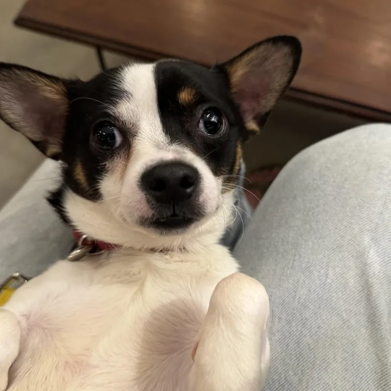 A young small-sized male Black Rat Terrier dog named Captain Lee for adoption in Durham, NC