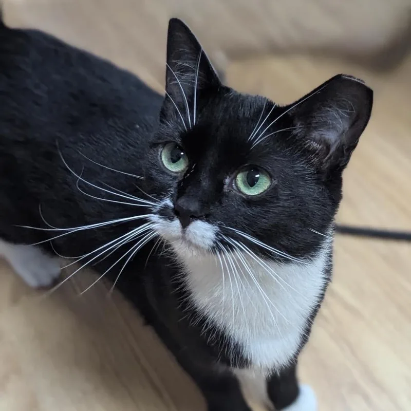 A young small-sized female Black Domestic Short Hair cat named Kathy for adoption in Ashland, VA