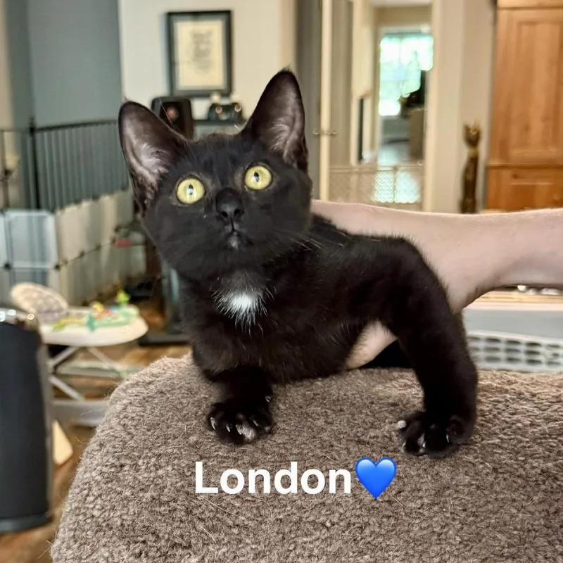 A baby small-sized female Brown / Chocolate Domestic Short Hair cat named London for adoption in Peachtree City, GA