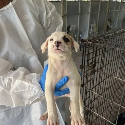 A baby medium-sized male Beagle dog named Wayne for adoption in Morton Grove, IL
