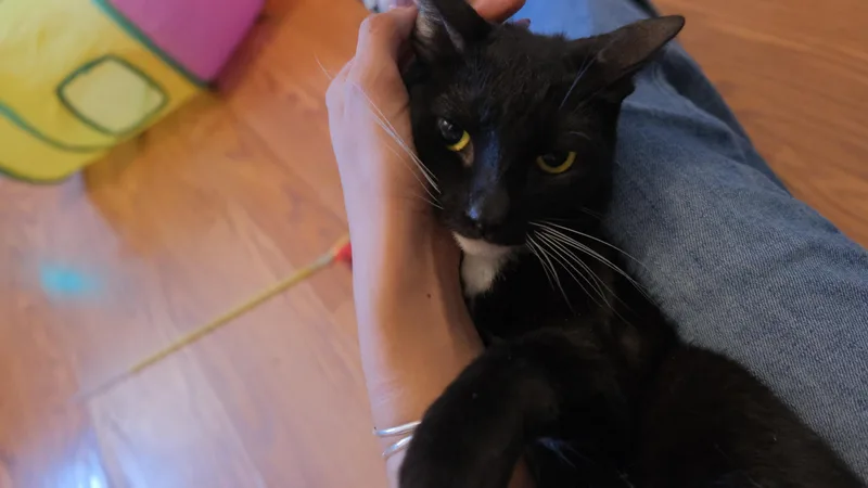A young small-sized female Tuxedo cat named Leni for adoption in Canoga Park, CA