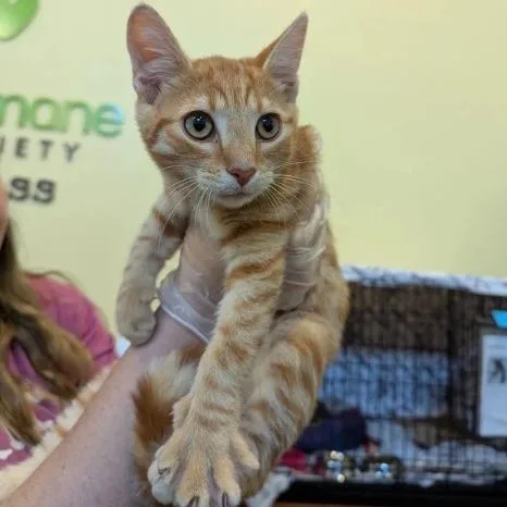 A baby small-sized male Orange / Red Domestic Short Hair cat named Beanie Weenie for adoption in Lynchburg, VA