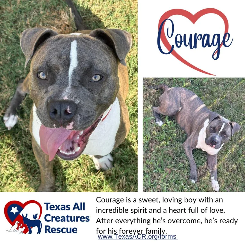An adult medium-sized male Terrier dog named Courage for adoption in Alvarado, TX