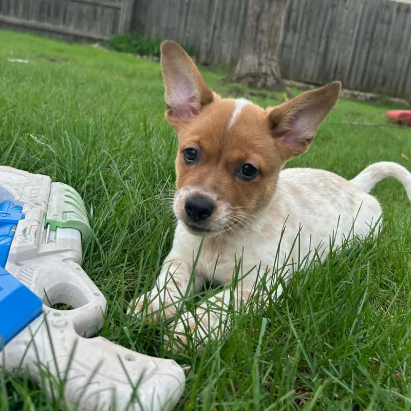 A baby small-sized male White / Cream Cardigan Welsh Corgi dog named River for adoption in Joliet, IL