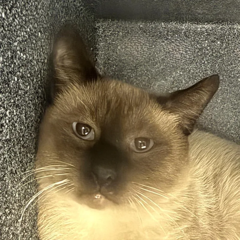An adult medium-sized male Domestic Short Hair cat named Simon for adoption in Brenham, TX