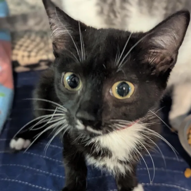 A baby small-sized male Black Domestic Short Hair cat named Hardy for adoption in Ashland, VA