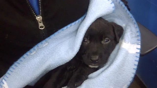 A young medium-sized female Mixed Breed dog named Jr for adoption in Dallas, TX