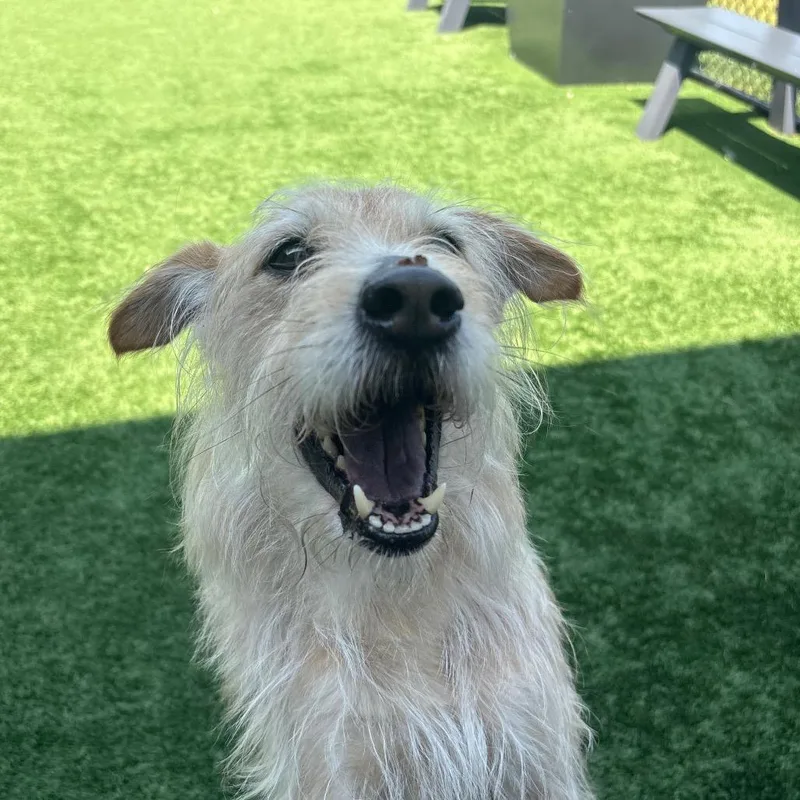 A senior small-sized male Yellow / Tan / Blond / Fawn Mixed Breed dog named Nom Nom for adoption in Matteson, IL