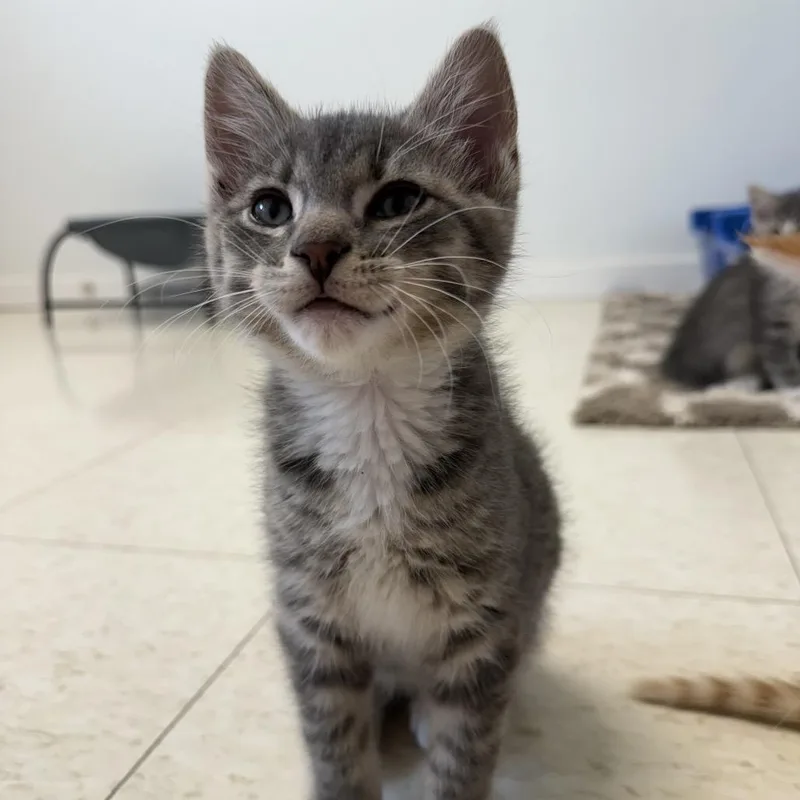 A baby small-sized male Gray / Blue / Silver Domestic Short Hair cat named Thanatos for adoption in Milford, IA