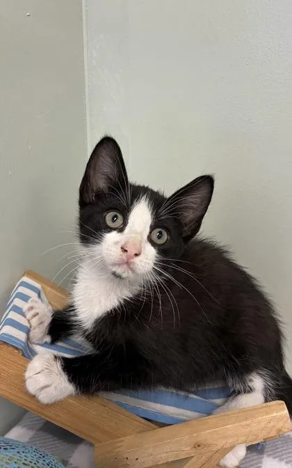 A baby medium-sized male Domestic Short Hair cat named Goggles for adoption in Picayune, MS