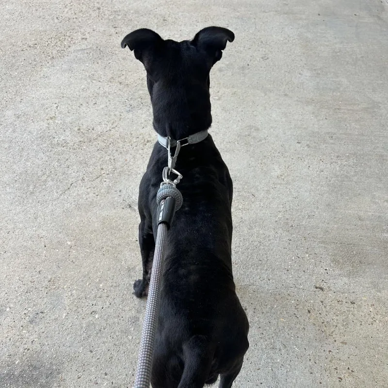 Benny Goodman thumbnail 2