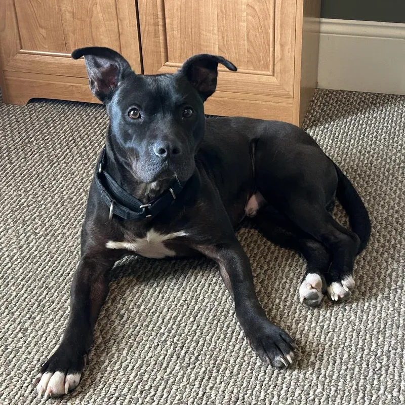 Benny Goodman thumbnail 4