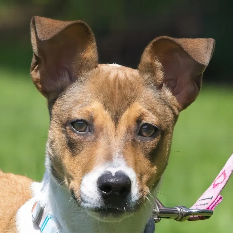 A baby medium-sized female Brown / Chocolate Pit Bull Terrier dog named Sasha for adoption in South Elgin, IL