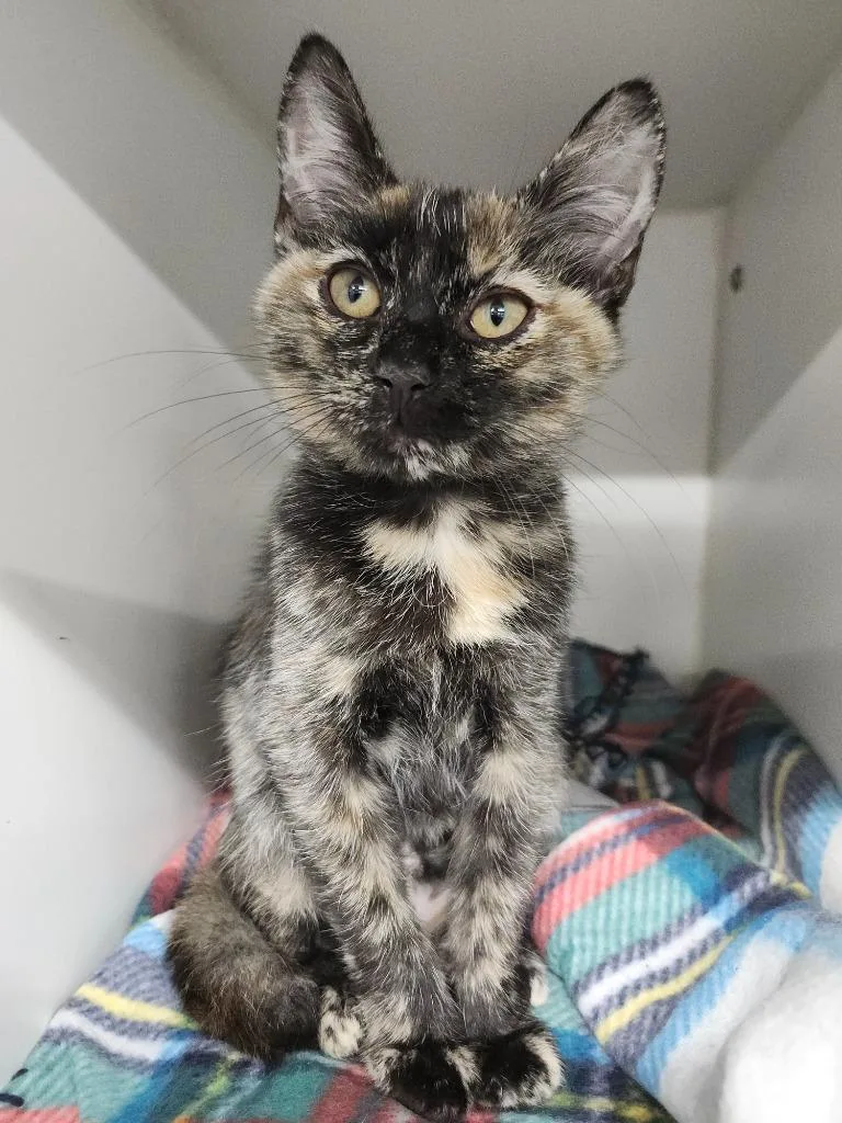 A baby large-sized female Domestic Short Hair cat named Keira for adoption in Sapulpa, OK