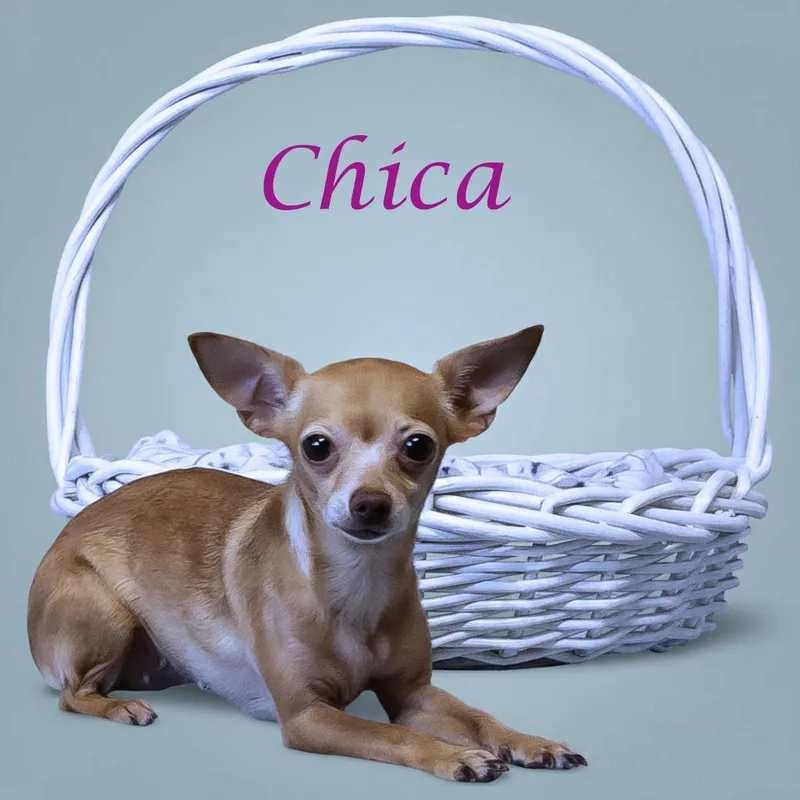 Chica D thumbnail 2