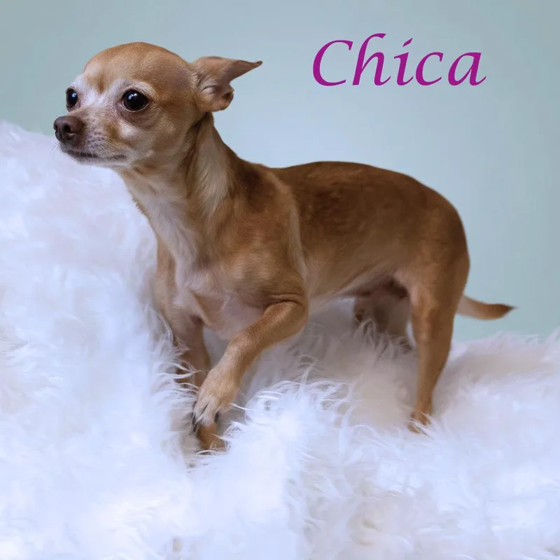 Chica D thumbnail 4