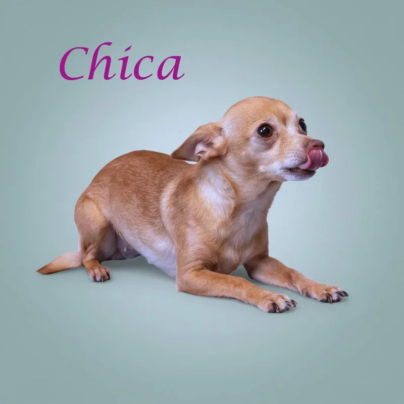 Chica D thumbnail 5