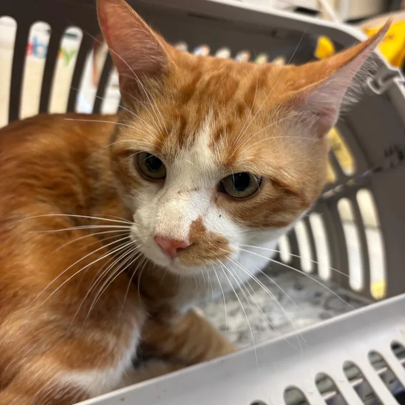 Meowgly