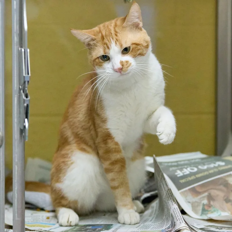 Meowgly thumbnail 2