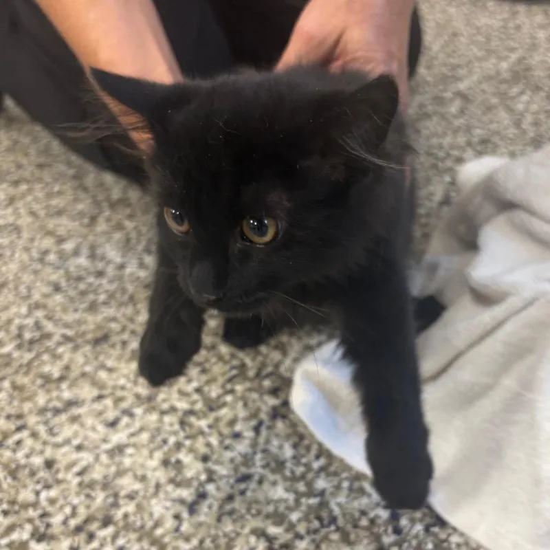 A baby small-sized male Black Domestic Long Hair cat named Hidey for adoption in Morganton, NC