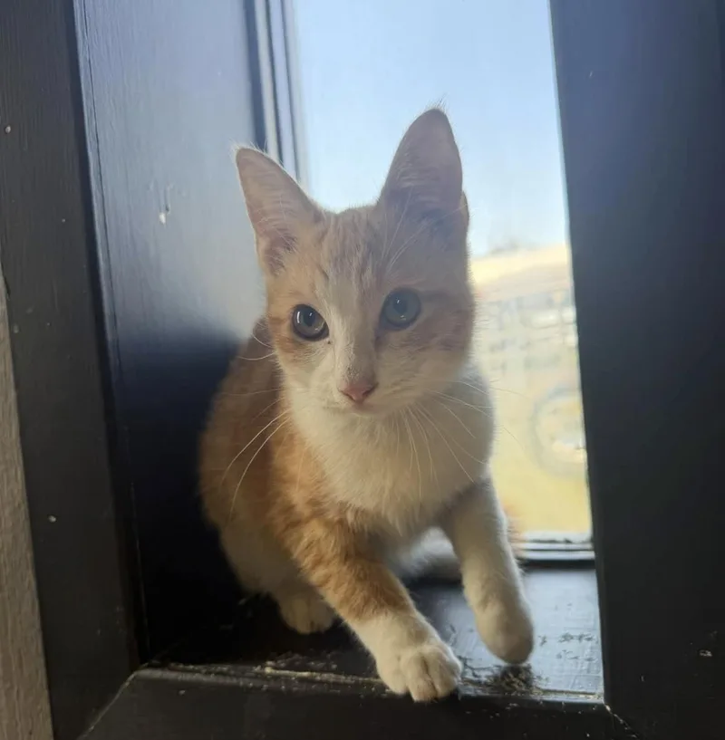 A young medium-sized male Domestic Short Hair cat named Cheese Puff for adoption in Vicksburg, MS
