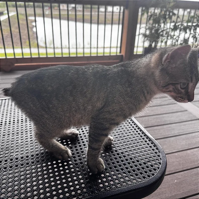 A baby small-sized male Buff / Tan / Fawn Domestic Short Hair cat named Stubbs for adoption in Wichita, KS