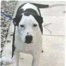 A young medium-sized male White / Cream Mixed Breed dog named Break for adoption in West Palm Beach, FL