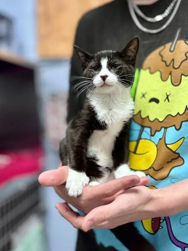 A young medium-sized male Black & White / Tuxedo Domestic Short Hair cat named Bowtie for adoption in Wooster, OH