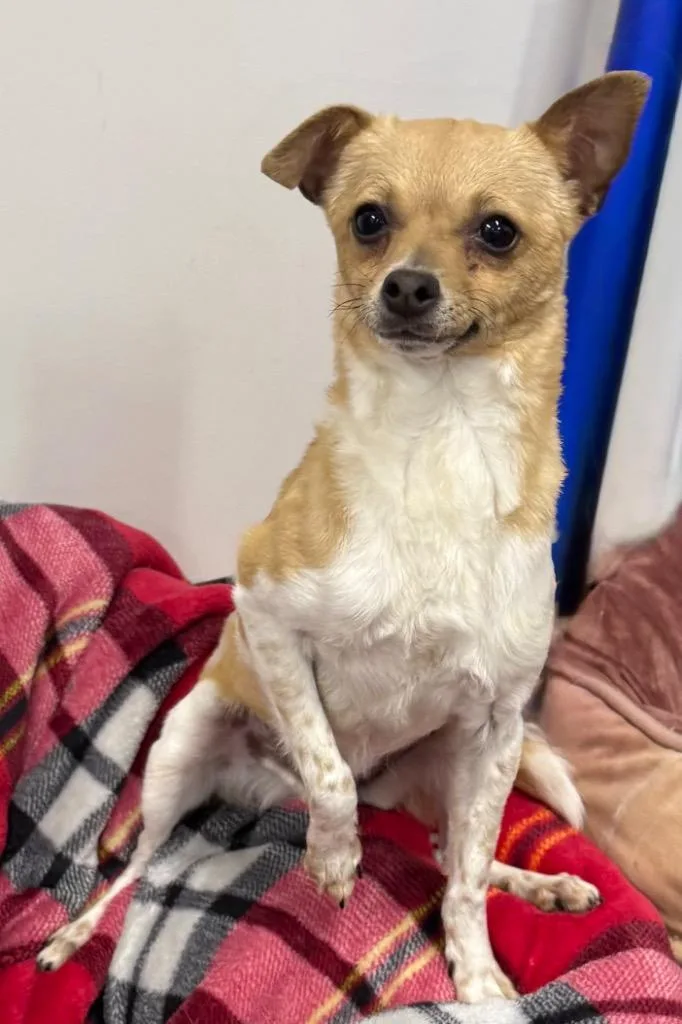 A baby small-sized female Mixed Breed dog named Sunny for adoption in Thousand Oaks, CA