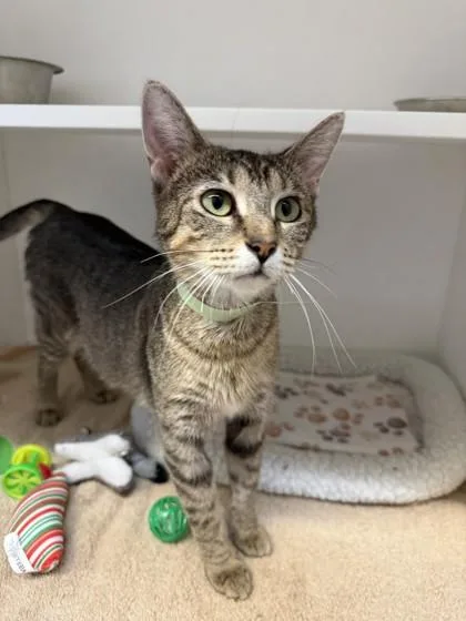 An adult small-sized female Black Domestic Short Hair cat named Maple for adoption in Harbor Springs, MI