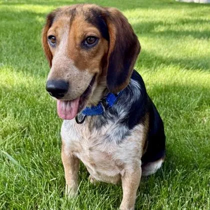 A young medium-sized male Beagle dog named Jenkins for adoption in Elk Grove Village, IL