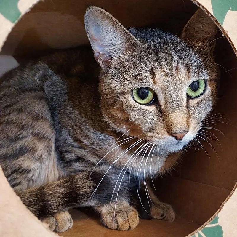 An adult medium-sized male Brown / Chocolate Domestic Short Hair cat named Monarch for adoption in Dayton, OH