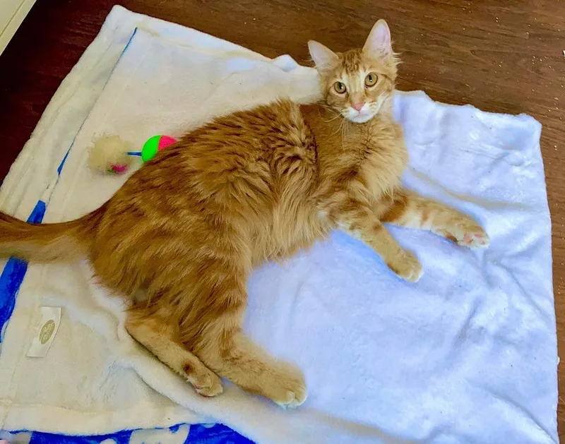 A baby large-sized male Tabby (Orange / Red) Domestic Long Hair cat named Ringo for adoption in Lincoln, NE