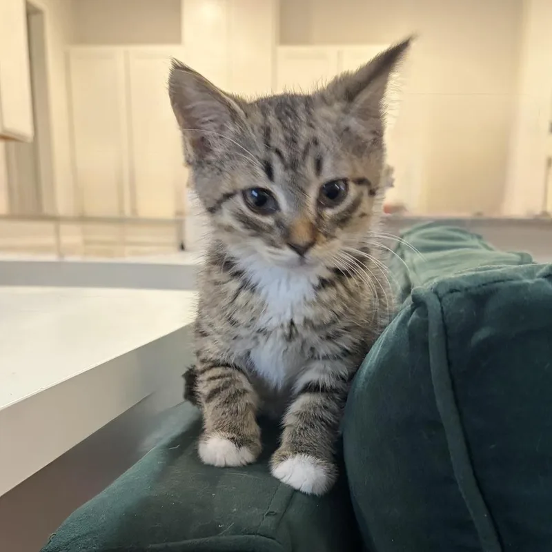 A baby medium-sized male Tabby (Brown / Chocolate) Domestic Short Hair cat named Jewel for adoption in Murfreesboro, TN